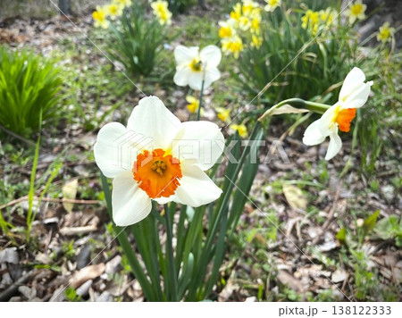 鮮やかに咲くスイセンの花13 鮮やかに咲くスイセンの花13 138122333