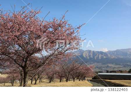 青い空と満開の桜(阿蘇山) 138122403