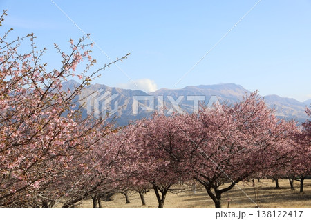 青い空と満開の桜(阿蘇山) 青い空と満開の桜(阿蘇山) 138122417