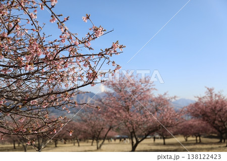 青い空と満開の桜(阿蘇山) 138122423