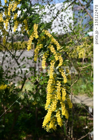 ミモザ（マメ科）アカシア属の黄色い花 138122478