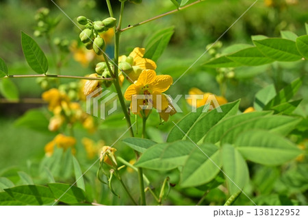 ハブソウ（マメ科）ジャケツイバラ亜科 138122952