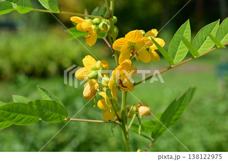 ハブソウ（マメ科）ジャケツイバラ亜科 138122975