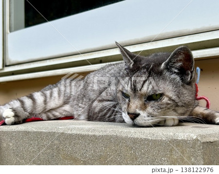お外でお昼寝するサバトラ猫ちゃん お外でお昼寝するサバトラ猫ちゃん 138122976