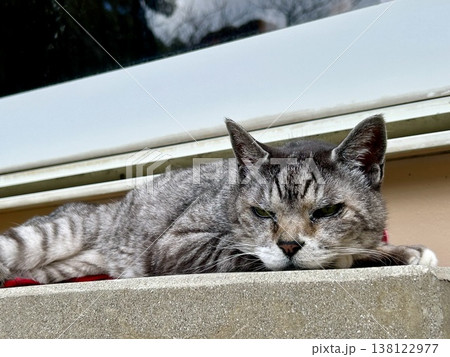 お外でお昼寝するサバトラ猫ちゃん お外でお昼寝するサバトラ猫ちゃん 138122977