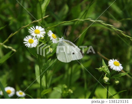 ヒメジョオンの蜜を吸うモンシロチョウ 138123131