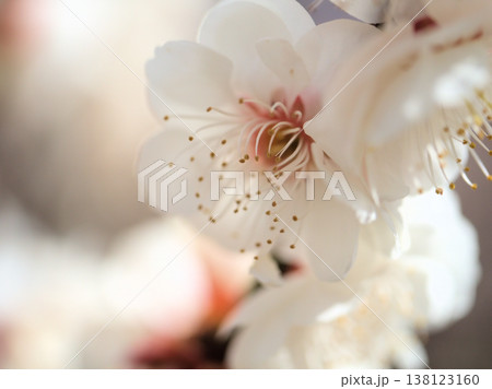 晴れた3月に美しく咲いた白い梅の花「白牡丹（ハクボタン）」 138123160