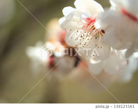 晴れた3月に美しく咲いた白い梅の花「白牡丹(ハクボタン)」 晴れた3月に美しく咲いた白い梅の花「白牡丹(ハクボタン)」 138123161