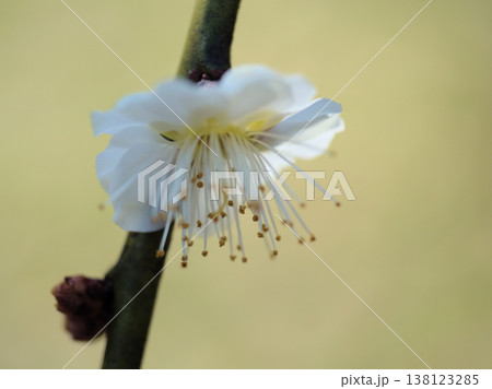 晴れた3月に美しく咲いた白い梅の花「白滝枝垂(シラタキシダレ)」 晴れた3月に美しく咲いた白い梅の花「白滝枝垂(シラタキシダレ)」 138123285