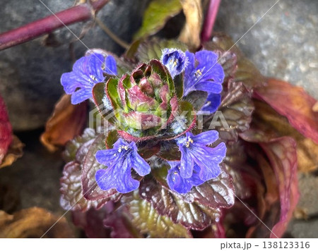 温かさに惹かれてセイヨウジュウニヒトエの紫の花が咲き始めました11 温かさに惹かれてセイヨウジュウニヒトエの紫の花が咲き始めました11 138123316