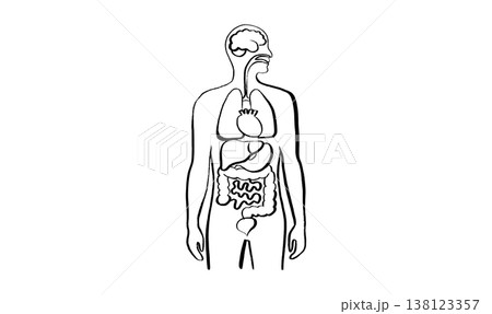 Internal Organs Sketch 138123357