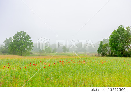 red poppies in the field. background image for remembrance, armistice or anzac day. overcast sky. ukrainian countryside landscape on a foggy morning. uncertainty, confusion and fog of war concept 138123664