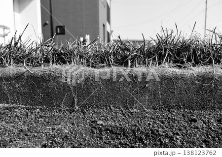 冬を越えた庭の芝生「ケンタッキーブルーグラス」根の部分約10㎝の断面写真「白黒」 138123762