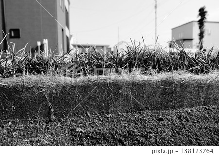 冬を越えた庭の芝生「ケンタッキーブルーグラス」根の部分約10㎝の断面写真「白黒」 138123764