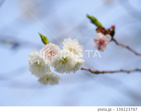 3月の末に先始めの桜の花 138123787