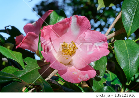 ピンク色の椿の花 楼蘭 ピンク色の椿の花 楼蘭 138123916