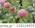 ripe red apples 138124059