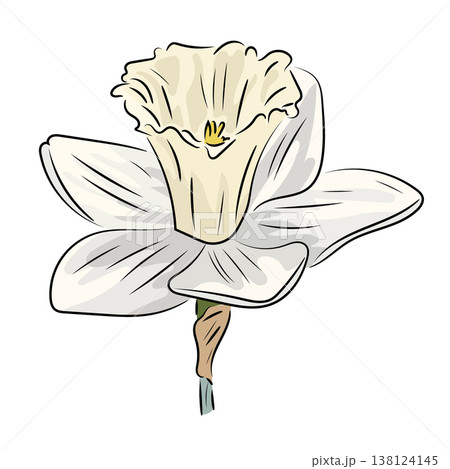 White narcissus, elegant spring bloom, flat vector illustration of daffodil flower with stem isolated on white background. 138124145