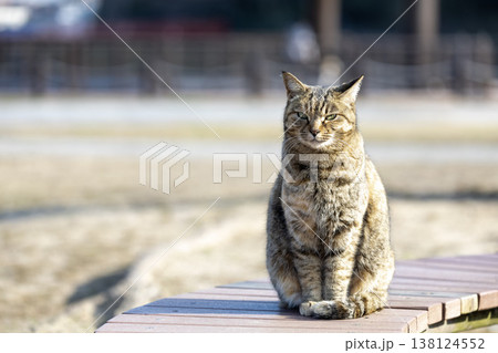 公園のベンチに座り見つめる猫 138124552