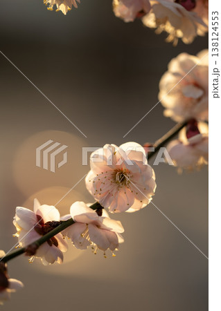 朝日を浴びて幻想的に浮かび上がり生き生きとしている梅の花 138124553