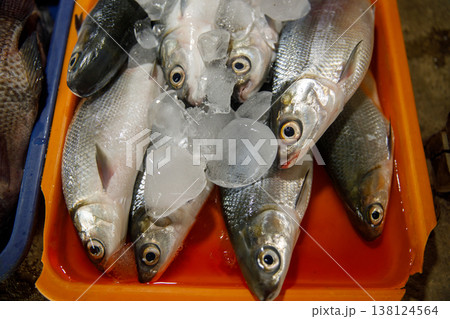 Fresh Milkfish on Fish Market Fresh Milkfish on Fish Market 138124564