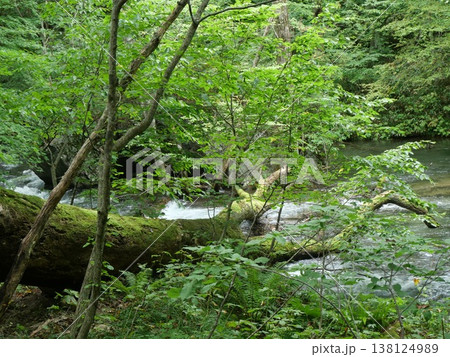 夏の奥入瀬渓流と阿修羅の流れ(青森県の清涼な自然風景) 夏の奥入瀬渓流と阿修羅の流れ(青森県の清涼な自然風景) 138124989