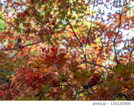 秋の紅葉したモミジ 秋の紅葉したモミジ 138125000