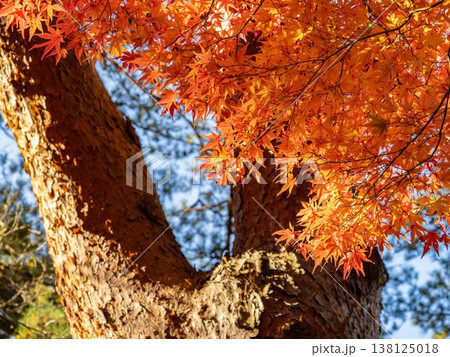紅葉した木 紅葉した木 138125018