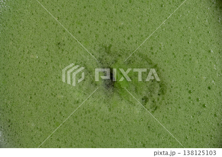 Green algae foam texture with dense bubbles organic surface macro Green algae foam texture with dense bubbles organic surface macro 138125103