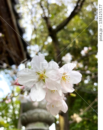風情のある神社の桜の花 138125177