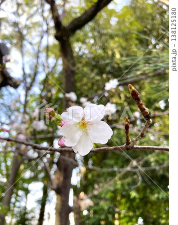 一輪でも主張する桜の花 一輪でも主張する桜の花 138125180