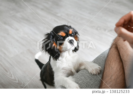 puppy cavalier Charles King spaniel reaches out to the owner for food puppy cavalier Charles King spaniel reaches out to the owner for food 138125233