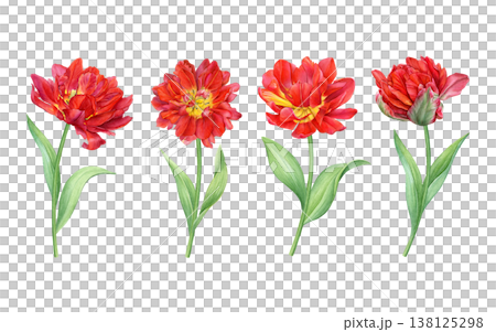 Watercolor set of red double tulips with stems and green leaves in different blooming stages. Ideal for patterns, floral designs, cards, packaging and branding 138125298
