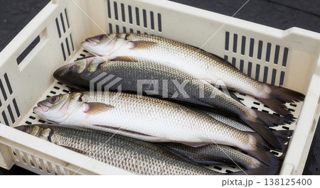 Fresh silver sea bass fish arranged in a white plastic crate. High-quality seafood capture, perfect for market or culinary industry themes. 138125400