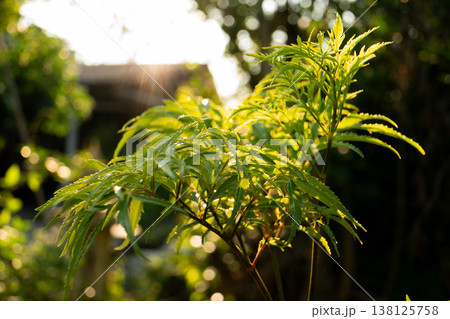 Sunlit Green Fern Leaves in Garden Sunlit Green Fern Leaves in Garden 138125758
