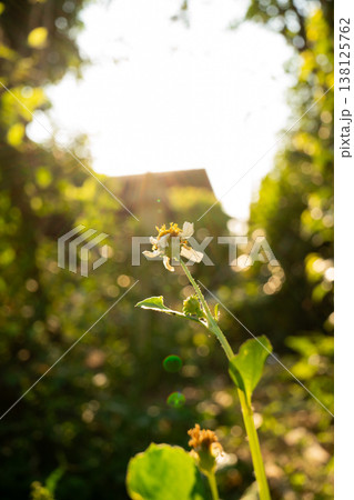 Wildflower in Golden Hour Sunlight Wildflower in Golden Hour Sunlight 138125762