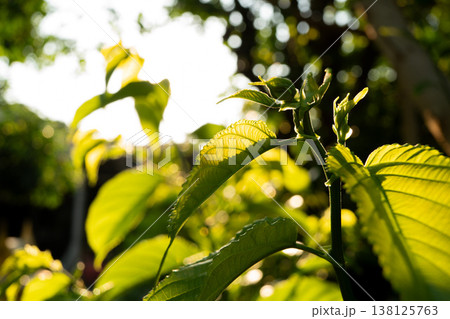 Sunlit Green Leaves in Garden Sunlit Green Leaves in Garden 138125763