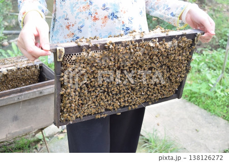 ハチミツ養殖用の蜂の巣 138126272