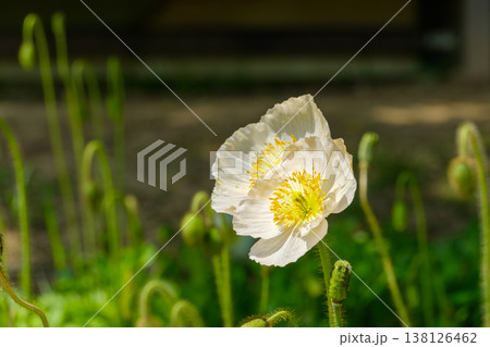 光に透ける白いポピーの花びらと初夏の庭 138126462