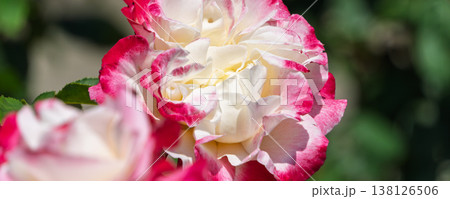 白とピンクのコントラストが美しい八重咲きの薔薇 138126506