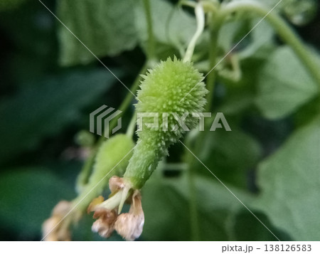 green, spiky fruit growing on a vine, likely a type of wild or cultivated cucumber such as Maxixe (Cucumis anguria), spiny gourd (Momordica dioica) green, spiky fruit growing on a vine, likely a type of wild or cultivated cucumber such as Maxixe (Cucumis anguria), spiny gourd (Momordica dioica) 138126583