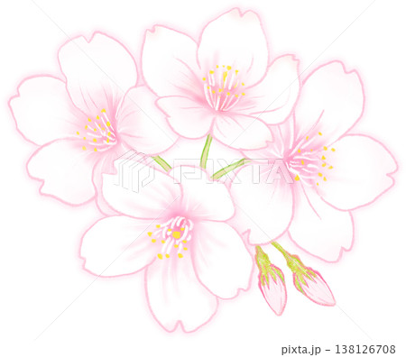 サクラの花のイラスト 138126708
