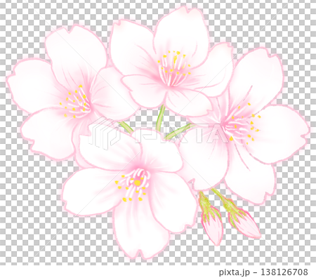 サクラの花のイラスト 138126708