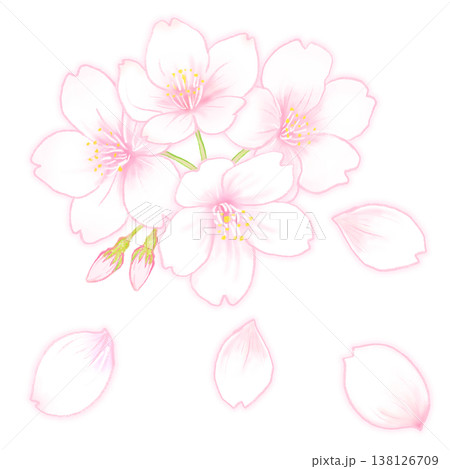 サクラの花と花びら 138126709