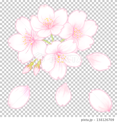 サクラの花と花びら 138126709