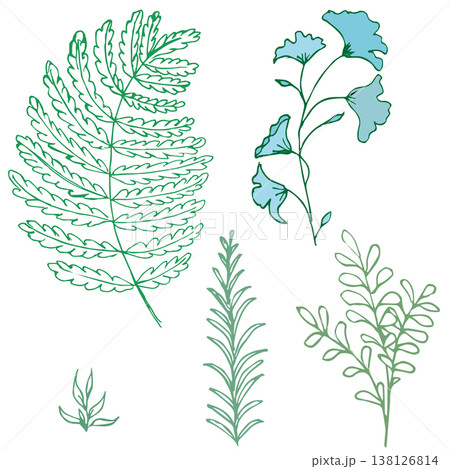 Minimal botanical line art of fern and herb leaves, green hand drawn plant illustrations isolated on light background. 138126814