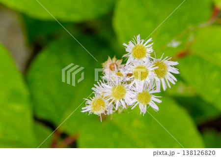 緑の葉を背景にしたハルジオンの白い小花 緑の葉を背景にしたハルジオンの白い小花 138126820