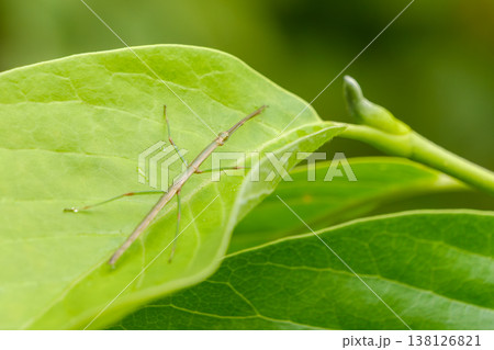 緑の葉の上に留まる細長いナナフシ 138126821