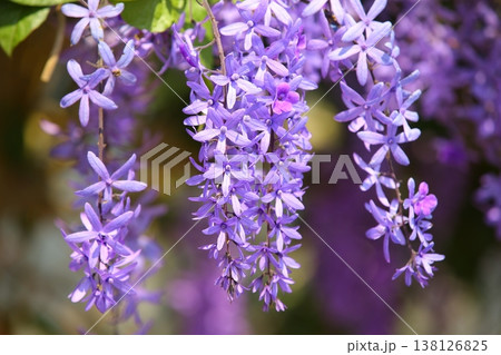 花 フラワー お花 138126825