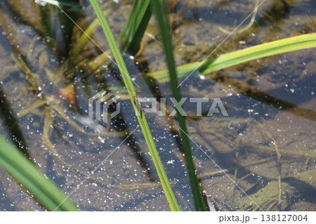 細長い葉に止まっているガガンボ（大蚊） 138127004